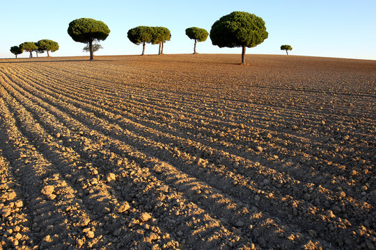 Pinos backlit at sunrise in the natural park of villafafila. Xamora. Land of fields. cerealista Estepa