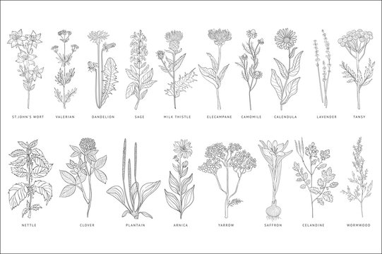Various medicinal plants and flowers set, monochrome sketch hand drawn vector Illustrations on a white background