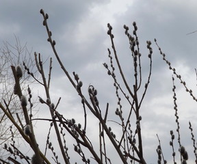 birds on tree