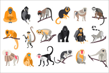 Collection of different breeds of monkeys vector Illustrations on a white background © topvectors