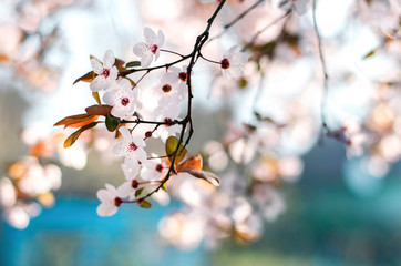 Beautiful spring background with new little blossoms on a tree and bokeh