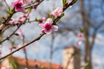 Almond blossom. Spring background blossoms Almond Jerusalim