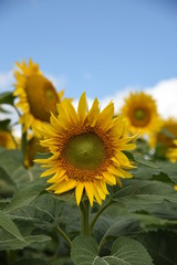 Obraz premium sunflower in field of sunflowers