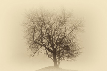 Single leafless tree in a deep fog on a hill ( vintage sepia effect). - obrazy, fototapety, plakaty