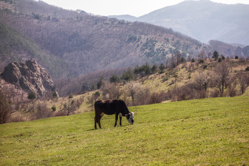 Mountain cow on green field