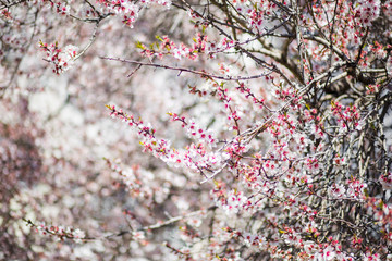 Spring cherry blossom tree, white and pink flowers.