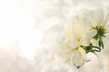 Spring flowers on a blurred light bokeh background, drops on flower buds create a wonderful mood;
