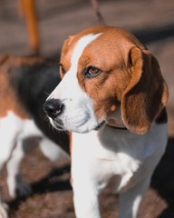 Nice Beagle 