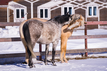 Horses communicating