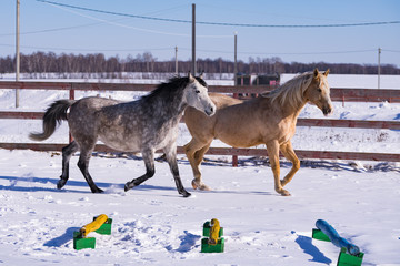 Horses galloping