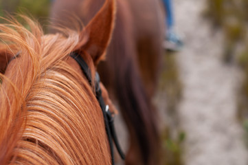 Horse riding on a sunny day. Close up of horse.