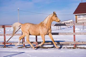 Horse on a farm