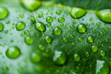 Water on leaves after rain.