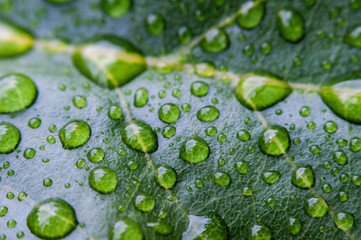 Water on leaves after rain.