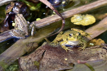 Close up of a green frog Rana esculenta complex in a pond.