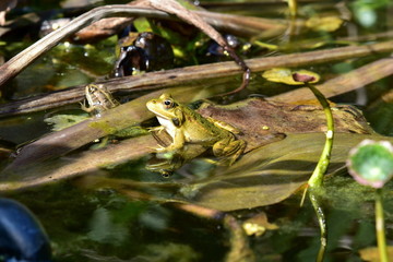 Close up of a green frog Rana esculenta complex in a pond.