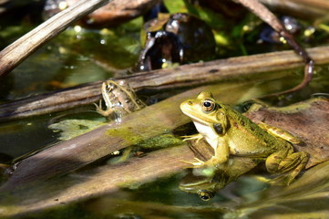 Close up of a green frog Rana esculenta complex in a pond.
