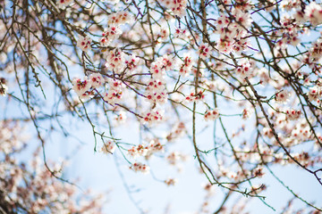 Cherry blossom in spring blue sky background.