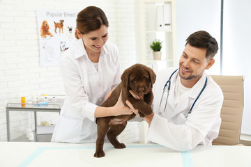 Veterinarian and his assistant examining cute Labrador puppy in clinic
