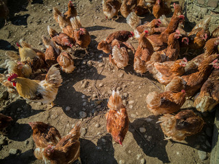 a big chicken family and cock on the farm
