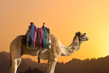 Rolgordijnen Silhouette dromedar camel on the background of the mountain of St. Moses, Egypt, Sinai  © Mountains Hunter