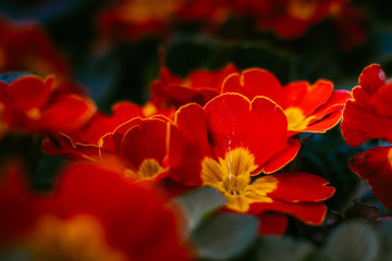 red flower