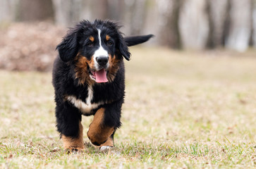 Bernese Mountain Dog puppy for a walk