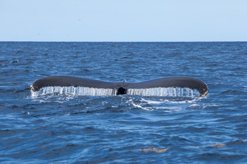 A Humpback Whale raises its fluke out of the sea as it dives.