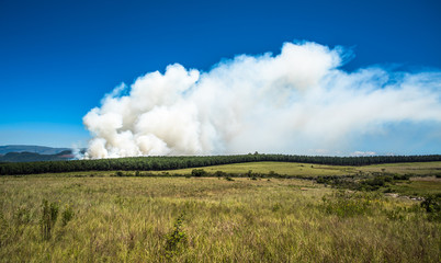 Fototapeta na wymiar Wildfire, fire in a forest.
