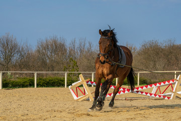 Horse training in the ranch. Preparations for horse riding. 