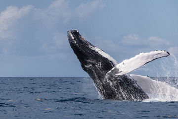 Fototapeta premium A huge Humpback whale, Megaptera novaeangliae, breaches out of the blue waters of the Caribbean Sea.