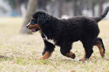 Bernese Mountain Dog puppy for a walk