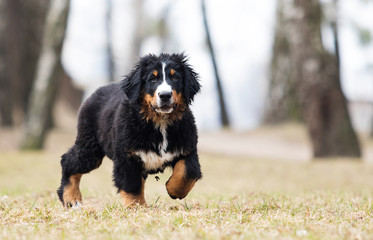 Bernese Mountain Dog puppy for a walk