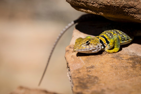 Collared lizard on rock, Arch Canyon, Utah, USA