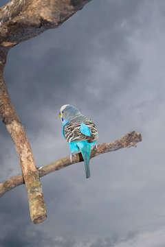 Pretty blue budgie sitting in a tree.