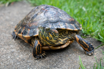 Turtle model