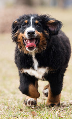 Bernese Mountain Dog puppy for a walk
