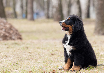 Bernese Mountain Dog puppy for a walk