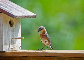Naklejka premium A female Bluebird brings sticks to her nest, getting them through the hole.
