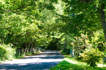 那須高原の山道