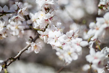 Spring cherry white blossoms. White flowers background.
