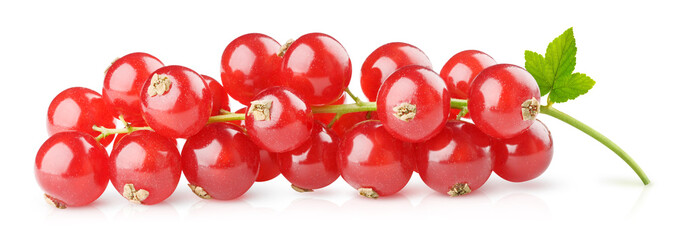 Isolated berries. Red currants on a branch isolated on white background with clipping path