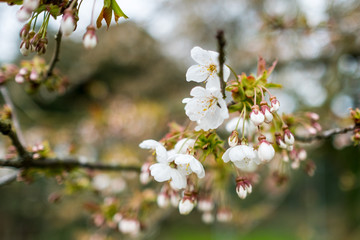 flowers of cherry tree