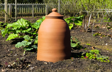 Terracotta rhubarb forcer or bell in patch of organically grown plants in vegetable garden. Well tended plot, with foliage and fence in background. Spring sunshine. England.
