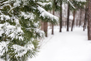 Coniferous branches covered with fresh snow, closeup