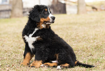 portrait puppy breed bernese mountain dog for a walk