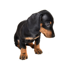 Sitting two-month smooth black and tan dachshund puppy on white background