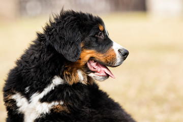 portrait puppy breed bernese mountain dog for a walk