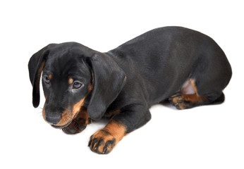Lying two-month smooth black and tan dachshund puppy on white background