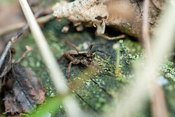 Wolf Spider